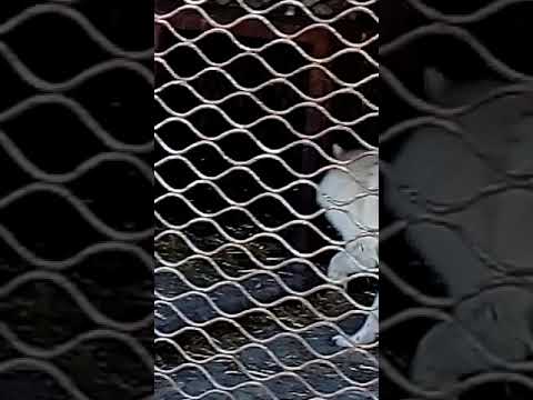 вовк в зоопарку 