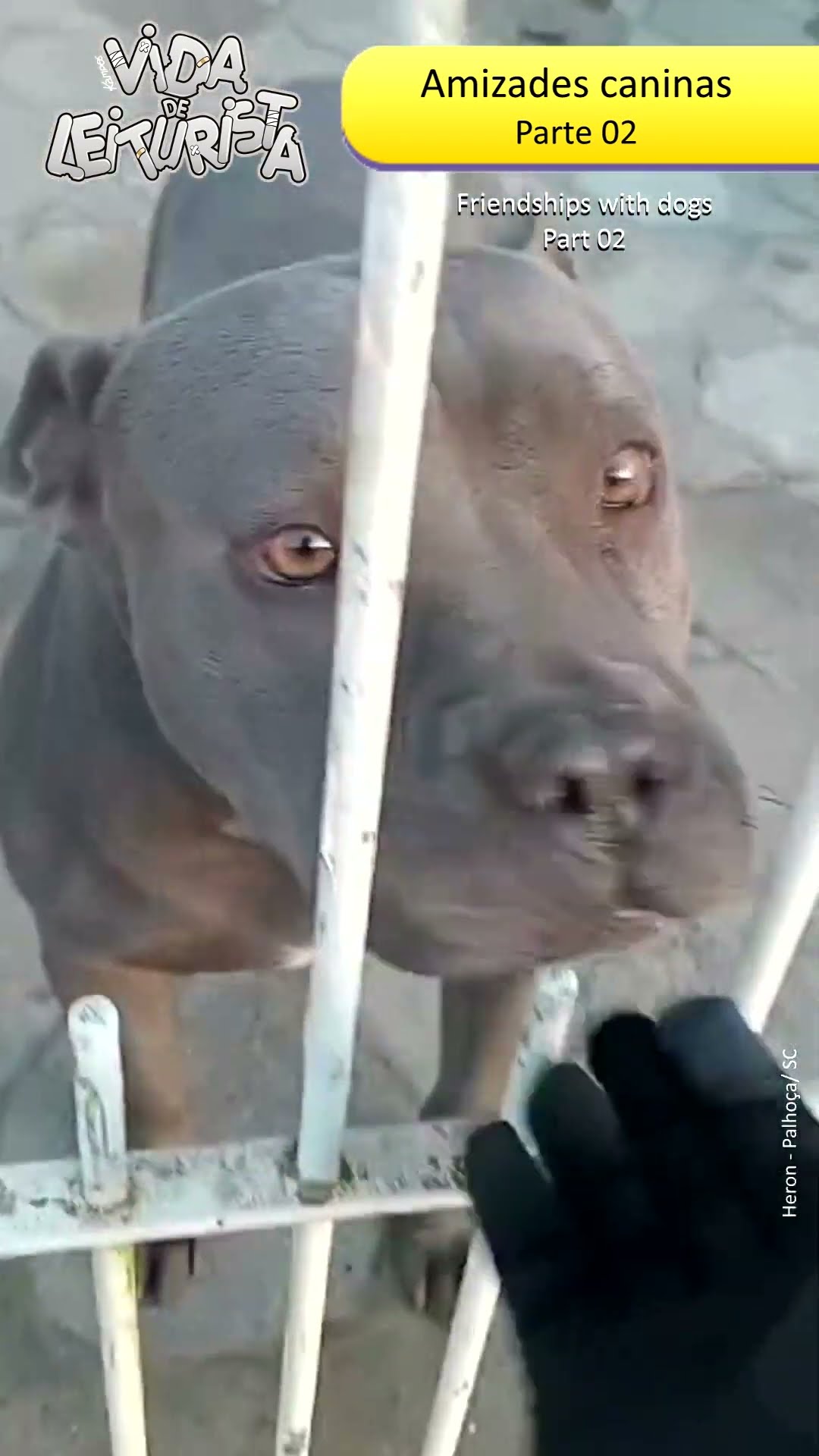Amizades Caninas Pt. 02