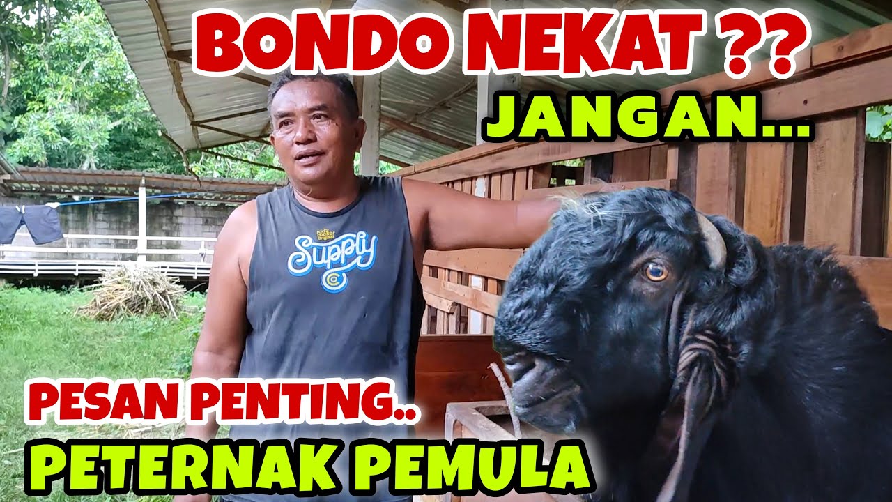 JANGAN NEKAT TERNAK TANPA ILMU‼️PESAN PENTING UNTUK PETERNAK KAMBING