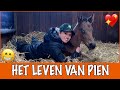 De eerste week van het veulentje Pien Paparazzi! | PaardenpraatTV