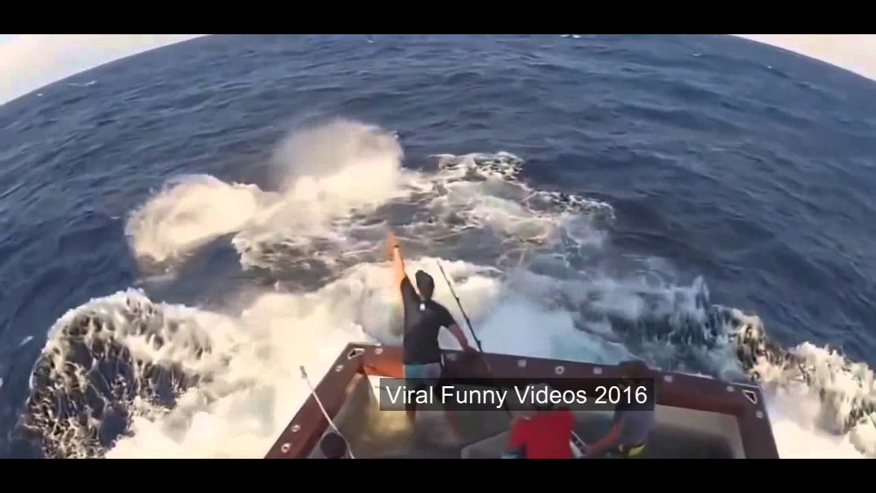 Most Viral Funny Videos of 2016 