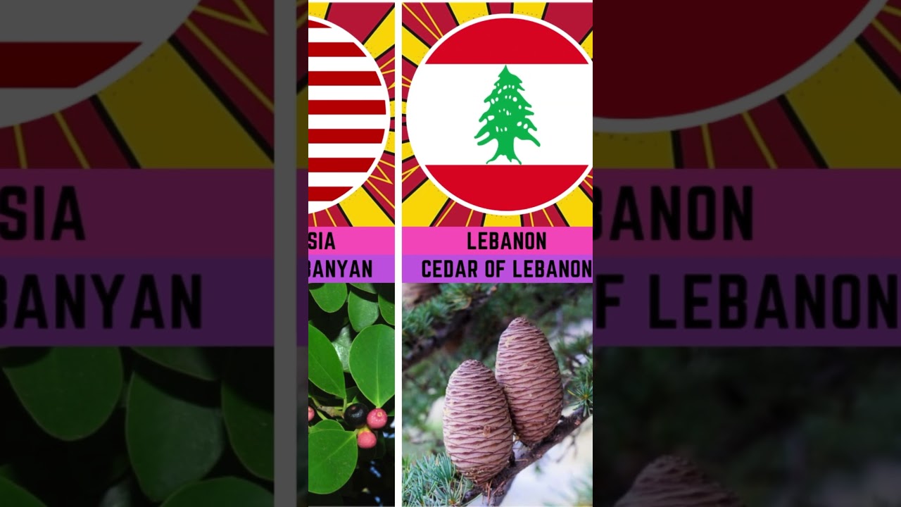 National Tree From Different Countries All Over The World 2024 | Part 3 
