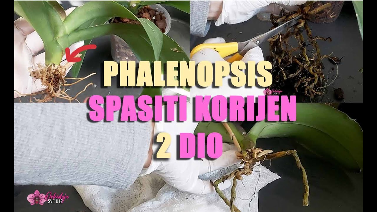 Kako spasiti korijen orhideje ? - Za početnike - 2 dio