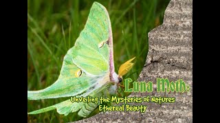 Luna Moth : Unveiling the Mysteries of Natures Ethereal Beauty #moth #animal #insects