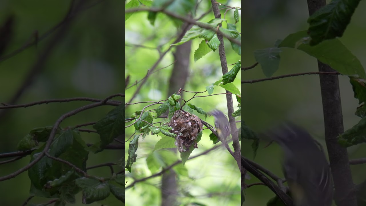 Sigma 150-600 Wildlife Photography Test!