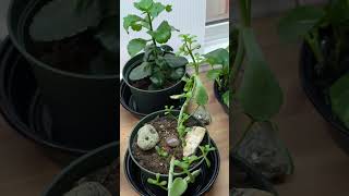 #morning #reels #canada #nature #shorts