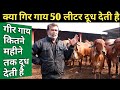 गिर गाय 50 लीटर दूध देती है ||The Gir cow gives 50 liters of milk cow by Farmer choice