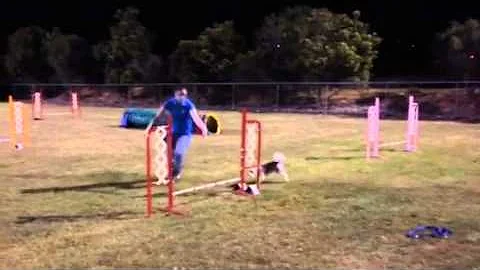 Agility Training with Alfie the Lowchen