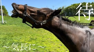 【お産近づく】　いよいよあと2頭☘️☘️