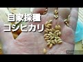 素人の自家採種　米作り脱芒作業