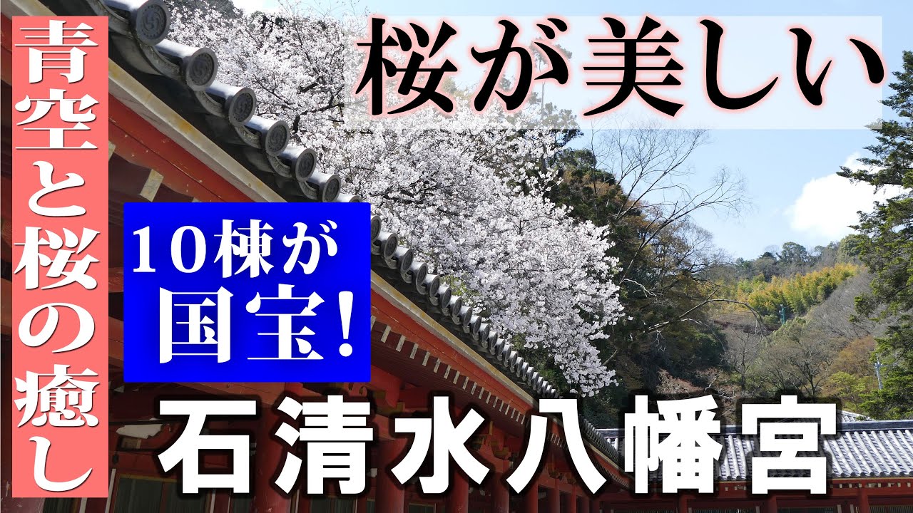 桜と石清水八幡宮 日本三大八幡宮の一つとして有名な石清水八幡宮と美しい桜 自然と歴史の散歩の動画です Youtube 桜と石清水八幡宮 日本三大八幡宮の一つとして有名な石清水八幡宮と美しい桜 自然と歴史の散歩の動画です Youtube