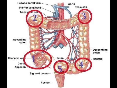 ნაწლავების ასამოქმედებელი  5 წერტილის  დამუშავება