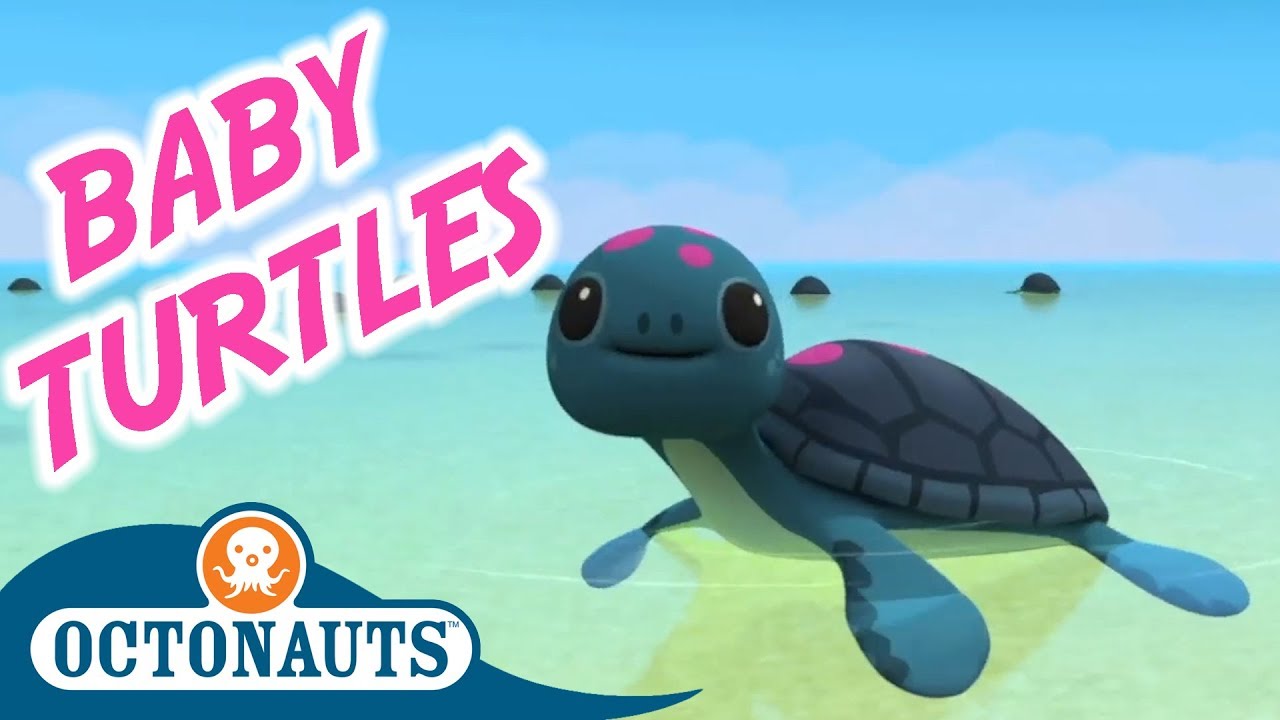 Octonauts - The Baby Sea Turtles | Full Episode | Cartoons for Kids -  YouTube