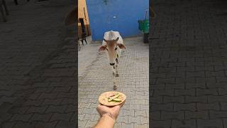 प्यारी बछिया #cow #shortsfeed #cows #shortvideo #gaumata #ytshorts #cowvideos #shorts