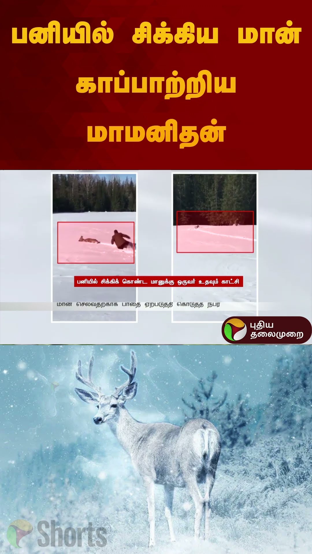 பனியில் சிக்கிய மான் காப்பாற்றிய மாமனிதன்  | #deer | #snow | #help | #shorts