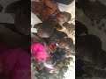 Ya Ndirimbo Ya Chorale Vox Yitwa Amajwi Yabamarayika Birangiye Igiye Hanze Iyumvire Ya Ndirimbo Ya Chorale Vox Yitwa Amajwi Yabamarayika Birangiye Igiye Hanze Iyumvire