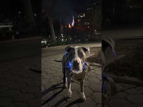 Video: New Yorgi koerad: New Yorkeri koera koomiksid