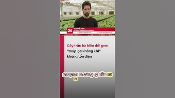 Cây trầu bà - Máy lọc không khí từ thiên nhiên không tốn điện  #tintuc #news #tinnong #tintuc24h