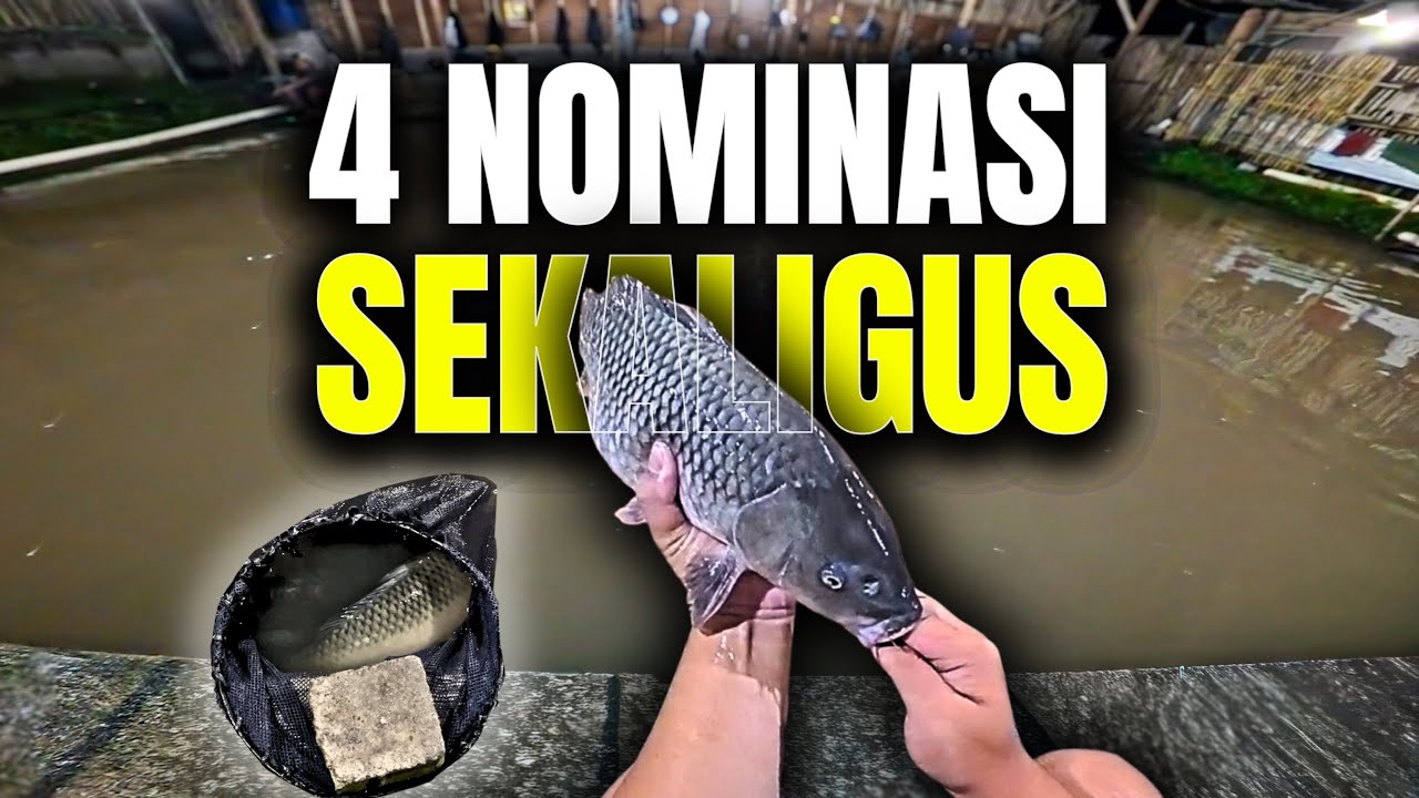 Pelet Borong 4 Juara Sekaligus! Galatama Ikan Mas Jogjakarta