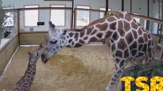 #AnnabelleTheGiraffe Gives Birth to Betty — A Heart-Warming Live Birth 🧡🦒🦒🧡