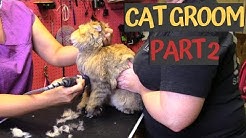 Dont cut my cat hair too short - PT2