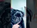 Black pug puppy#youtubeshorts#shorts#trendingshorts
