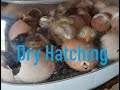 Dry Hatch Method in Nurture Right 360 Incubator