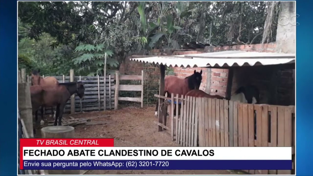 Cavalos sobreviventes abatedouro clandestino são resgatados pela