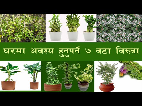 Seven important plant for house (Happy Life With Beautiful Place)