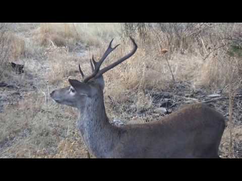 Ciervo común . ( venado )