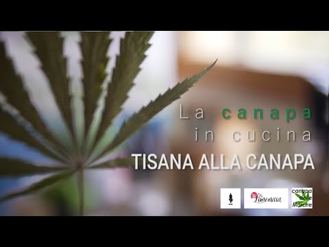 Video: 11 Vantaggi Sorprendenti E Usi Del Tè Alla Marijuana