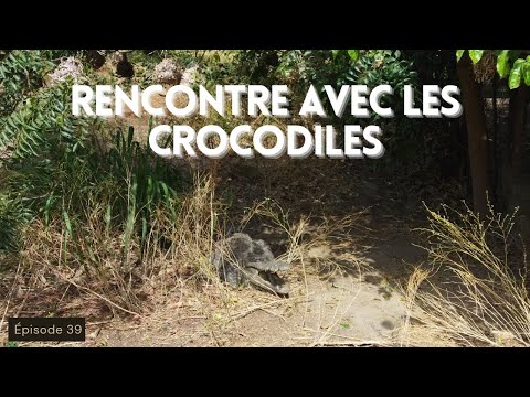 RENCONTRE AVEC DES CROCODILES | ZIGUINCHOR, CASAMANCE | VANLIFE SÉNÉGAL | VOYAGE EN AFRIQUE