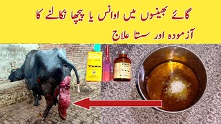 Prolapse Treatment, Awance Or Pecha Nikalny Ka Azmooda ilaj in Dairy Cows and Buffaloes