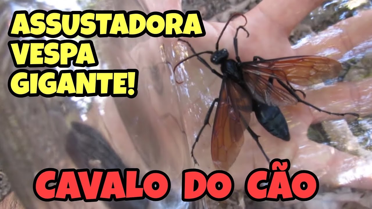 Marimbondo caçador - Portal de Zoologia