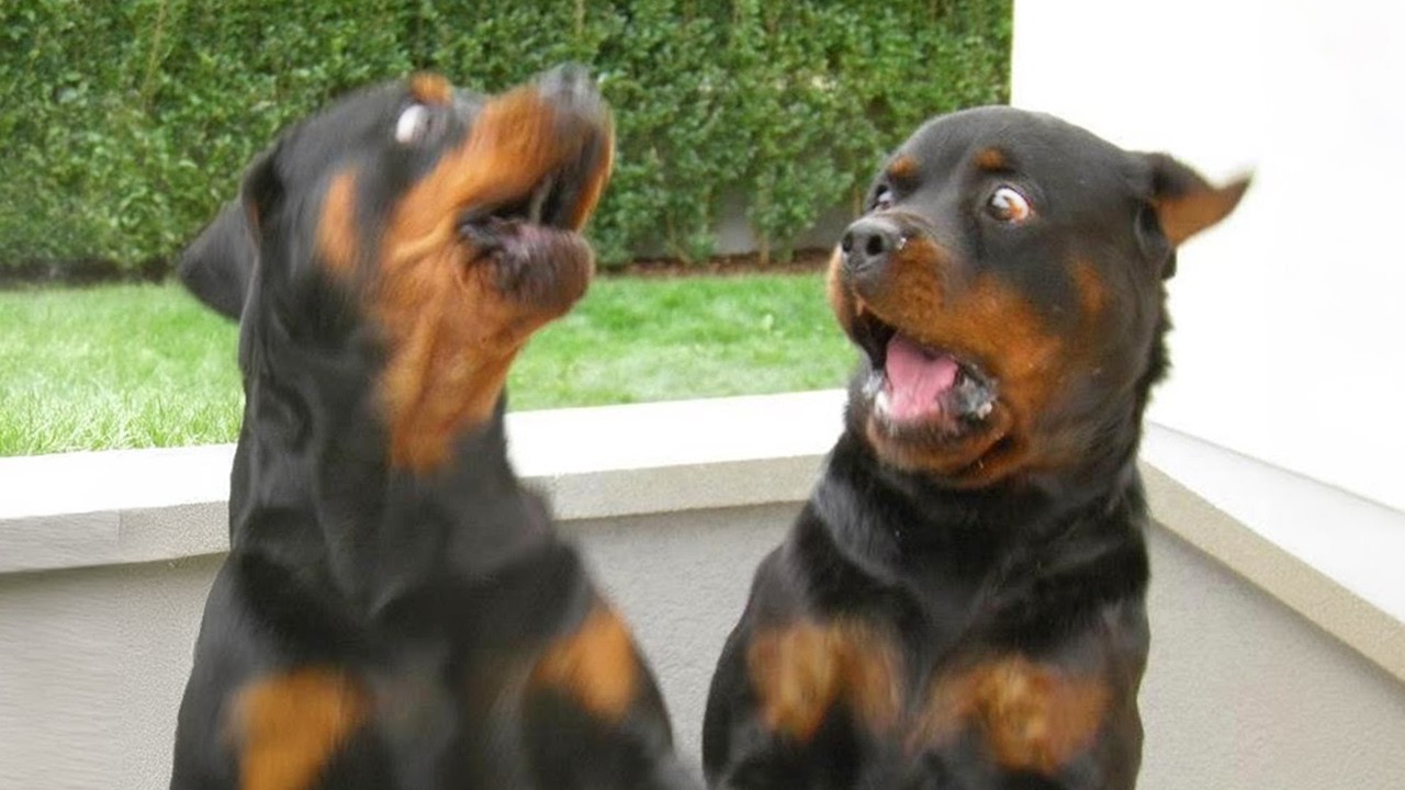 When You Need a Cool Rottweiler But Get a Goofy One 🤣Funny Rottweiler ...