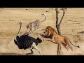 Wild Masai Mara – Where Only the Strongest Survive | WILDLIFE DOCUMENTARY