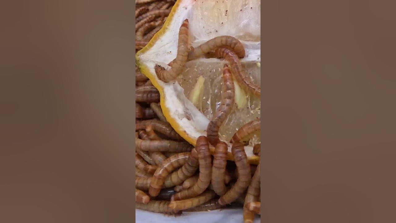 Mealworms Eating Lemon Time Lapse Video Short YouTube