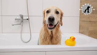 Big Pet Shop Samsun - Atakum