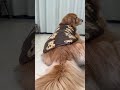 #DogGrooming #DogCare #CuteDogs #DogLovers #DogsOfYouTube #HappyDog 🧞 Small clothes are cute 🐱 P6