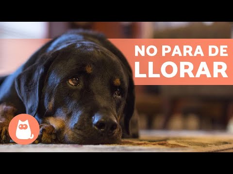Video: Cómo lidiar con un cachorro lloriqueando