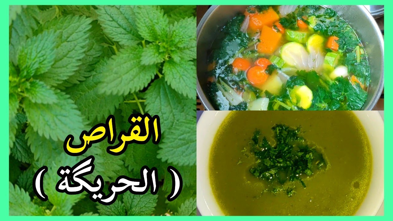 شوربة القراص (أو القريص) وفوائدها / شوربة الحريگة