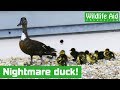 Rescuing baby ducks from a 7th story balcony