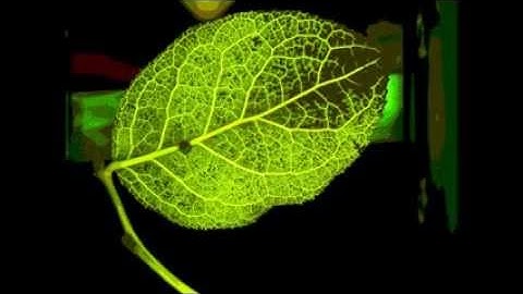 ☤ Physiká For Future Tesla