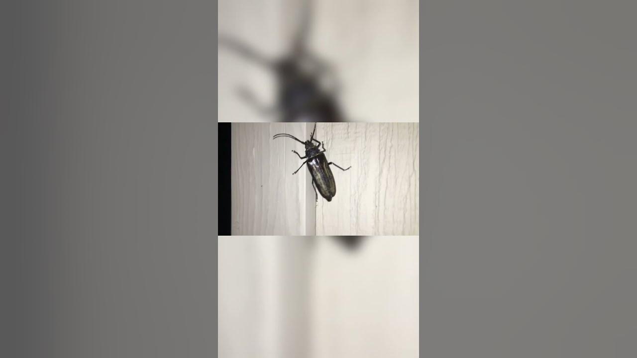 Жук с мой палец.Нормальные такие жуки #жизньвсша #сша #usa #америка # ...