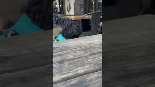 Mugsy goes to coffee shop and gets scared #mugsy #shorts #dogshorts #short #dogshort #bernedoodle