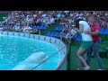 beluga whale splashing water