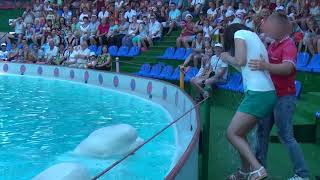 beluga whale splashing water