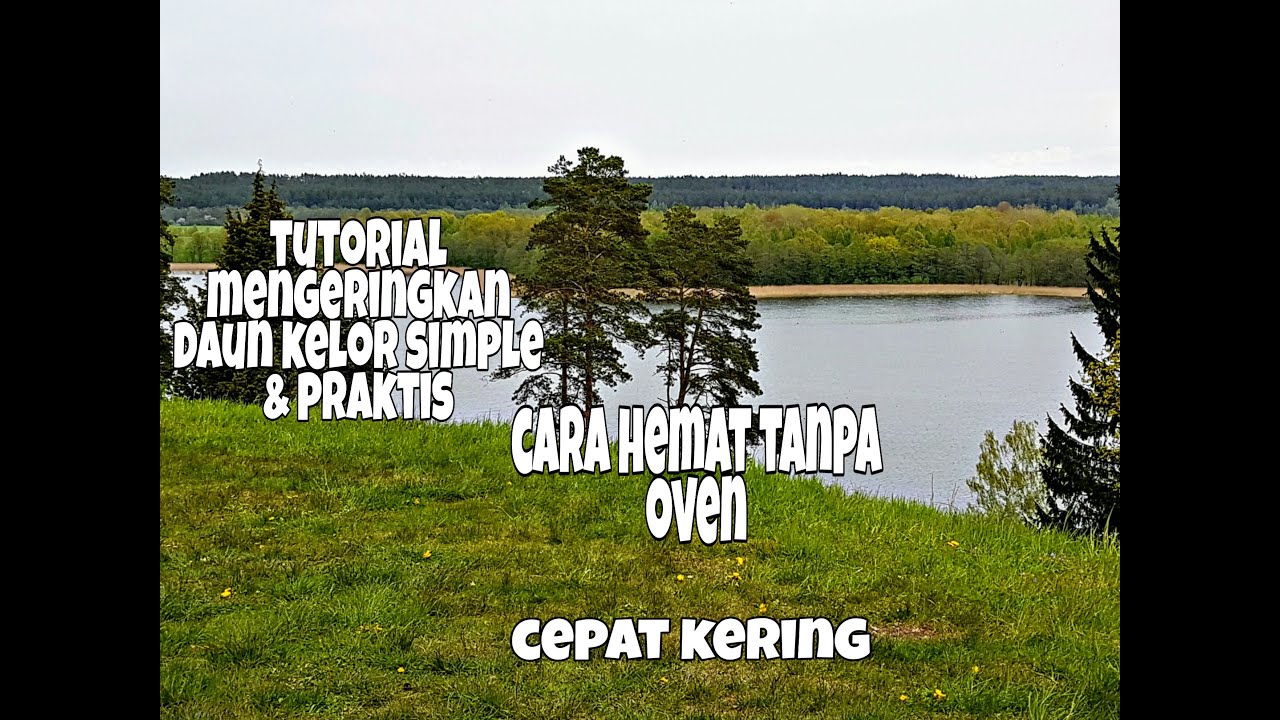 Tutorial Mengeringkan Daun Kelor Yang Benar-Kering Tanpa Oven-Pohon