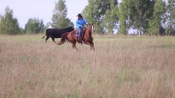 Livestock Handling Series (Part 5) - Moving Cattle on Pastures