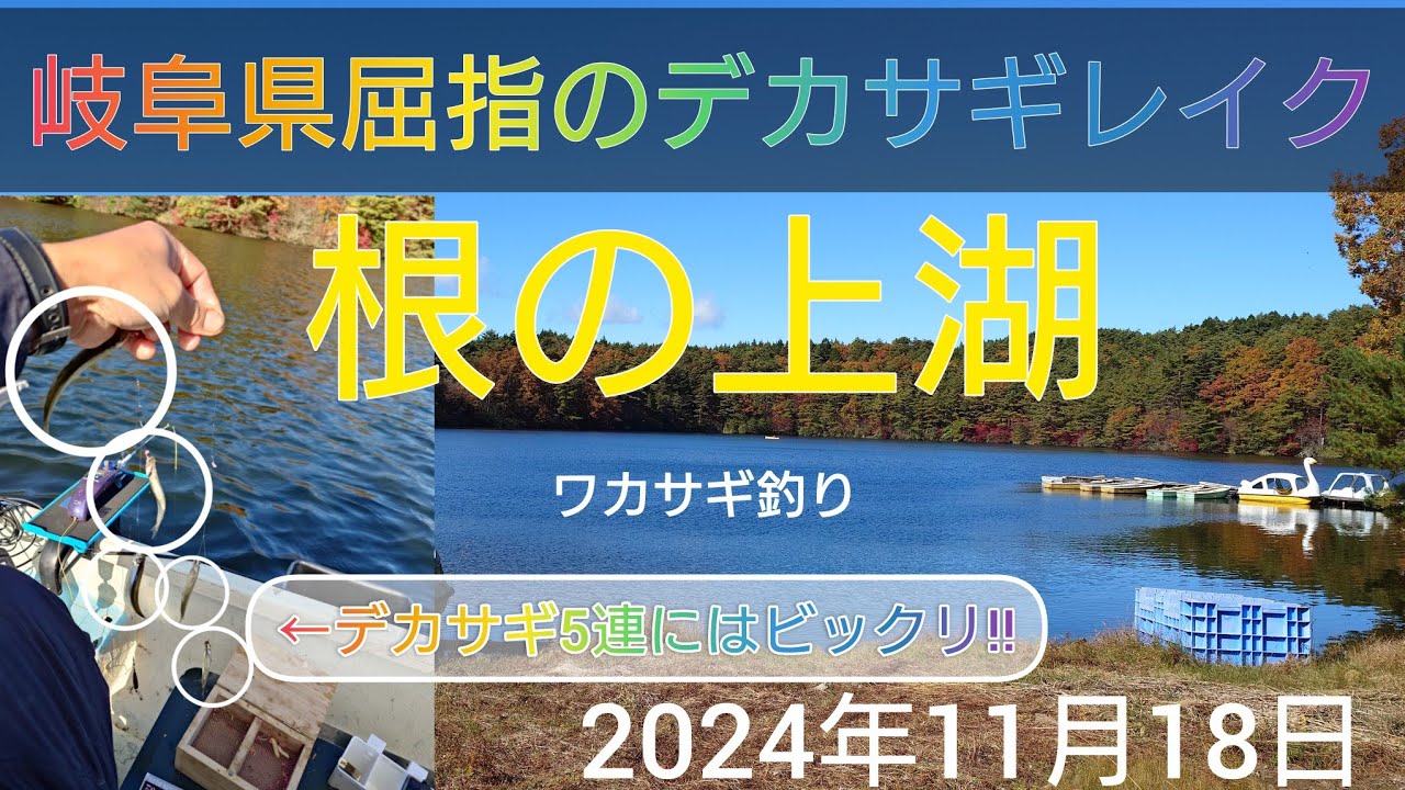 岐阜県屈指のデカサギレイク。根の上湖のワカサギ釣り。デカサギ5連にはビックリ‼️2024年11月18日